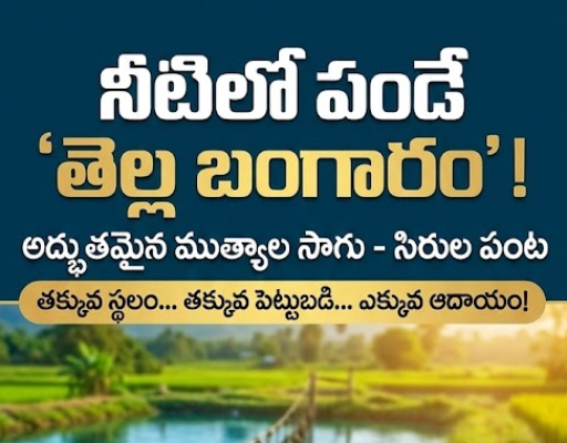 ఇదొక వింత! మన తెలంగాణలో సముద్రం లేదు కదా ముత్యాలు ఎట్ల పండుతయ్ అనుకోవద్దు.