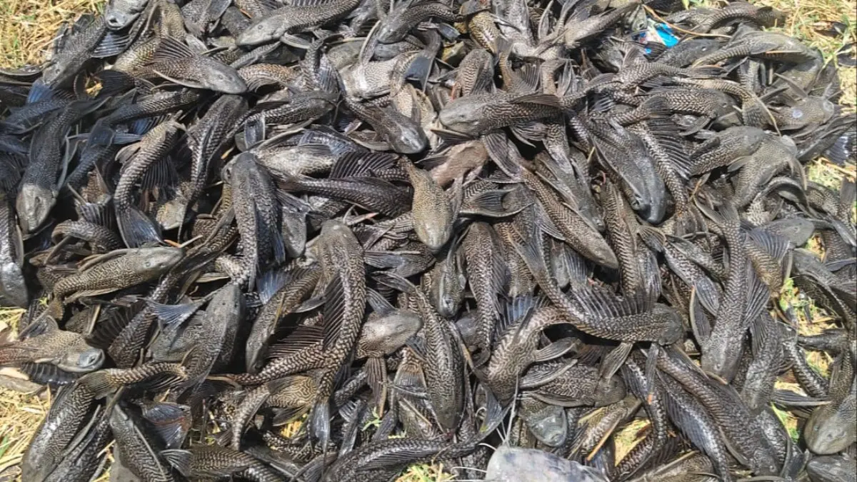 డెవిల్ ఫిష్ దెబ్బకు పెద్దకాపర్తి మత్స్యకారుల జీవన సంక్షోభం