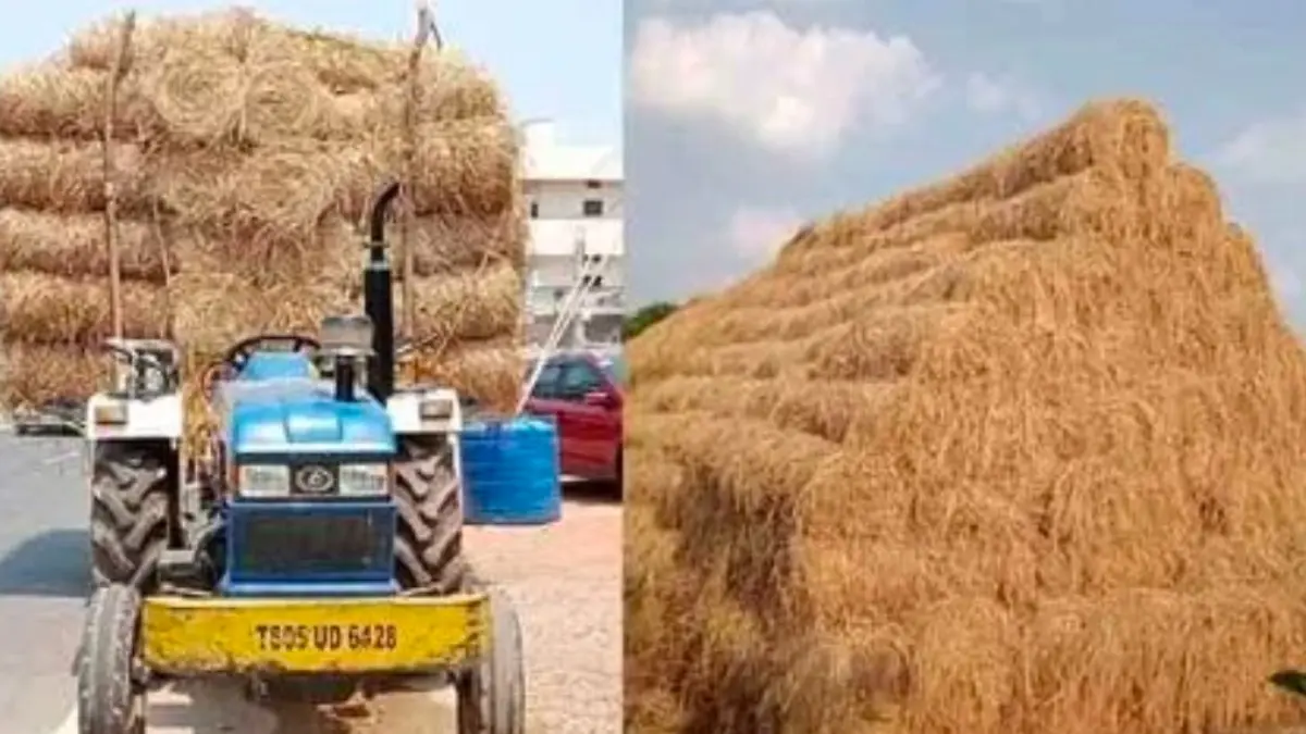 నల్లగొండలో పశుగ్రాస సంక్షోభం.. పాడి రైతుల గగ్గోలు..!