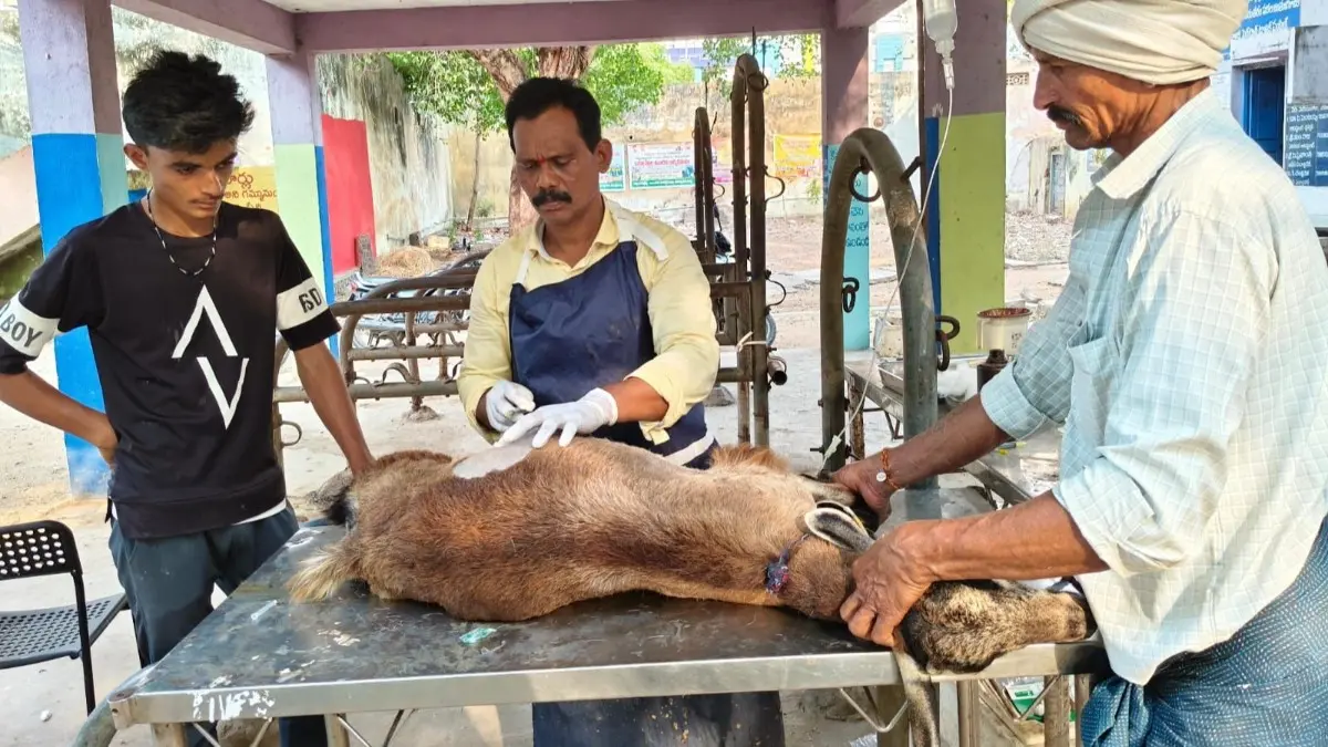జంతువులకు అన్నం, బియ్యం, నూకలు, మొక్కలు తినిపించరాదు
